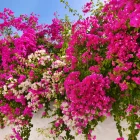 Las veraneras destacan por sus colores intensos y su belleza natural.