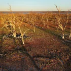 Fotografía de archivo de la continua sequía que afectó a Australia en 2019.
