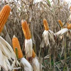 Marzocas de maíz que están listas para ser cosechadas.