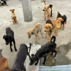 18 perros fueron encontrados en condiciones críticas dentro de una vivienda en el norte de Quito.