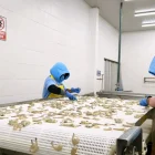 Trabajadoras en una empacadora de camarón de exportación.