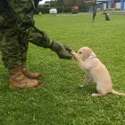 Los perros son entrenados diariamente en el escuadrón 'Patitas Callejeras', donde aprenden a confiar nuevamente en las personas.