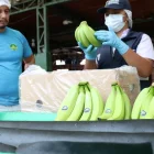 Trabajadores hacen control de calidad del banano de exportación.