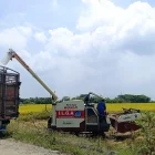 Hasta ahora, cerca de 7.000 productores se han inscrito en el programa de compra de arroz en cáscara.