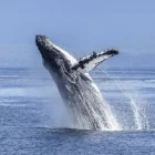 Estos gigantes marinos recorren más de 7.000 kilómetros desde la Península Antártica hasta las cálidas aguas ecuatorianas.