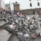 En sectores como la plaza San Francisco, las personas tienen la costumbre de alimentar a las palomas.
