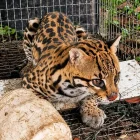 El ocelote fue rescatado por autoridades ambientales tras ser hallado dentro de una vivienda en Santo Domingo.