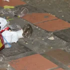 Un roedor junto a fundas de basura en la Bahía de Guayaquil.