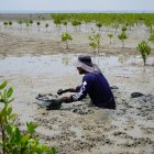 El manglar impulsa actividades económicas sostenibles vinculadas a la pesca, gastronomía, turismo ecológico y conservación ambiental.