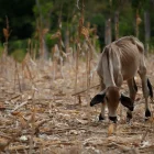 Una vaca en medio de un maizal árido, durante una sequía por el fenómeno de 'El Niño', en la Península de Azuero (Panamá).