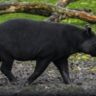 El tapir andino cumple un rol importante en la regeneración de los ecosistemas.