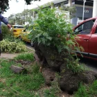 Técnicos de la UBA identificaron más de 50 madrigueras de ratas en el parterre central de la avenida República de El Salvador.