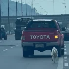 El animal corría tras una camioneta en la vía a Daule, un hecho que fue registrado en redes sociales y cuestionado por la ciudadanía, por el abandono del perro.