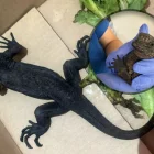 El ejemplar de la iguana marina de Galápagos fue rescatado y entregado el Ministerio de Ambiente y Energía (MAE).