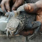 La iguana marina de Galápagos fue rescatada en una avenida del norte de Guayaquil.