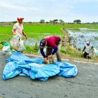 El conflicto en Ormuz elevó los precios de los fertilizantes. Productores arroceros advierten que, de tres aplicaciones requeridas por cultivo, ahora solo pueden costear una.