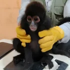 El Ministerio de Ambiente y Energía informó que el animal fue trasladado a un centro de conservación.