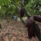 El cacao y sus elaborados registraron una caída de 59 % en valor exportado.
