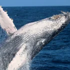 Fotografía cedida por Pacific Whale Foundation / Palo Santo Travel que muestra el salto de una Ballena Jorobada.