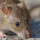 Los hantavirus son una familia de virus que afecta fundamentalmente a los roedores