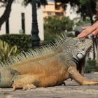 La herpetofauna es el conjunto de anfibios y reptiles.
