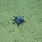 Una imagen del pulpo descubierto por investigadores. Es pequeño, casi del tamaño de una pelota de golf y de color azul.