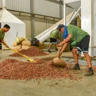 Cacao vuelve a superar los $4.000: el productor ecuatoriano podría recibir hasta $151 por quintal