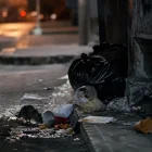 Centro Histórico, Quitumbe y Carcelén lideran reportes de ratas y palomas en la capital ecuatoriana.