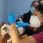 Personal de la Dirección de Protección de los Derechos de los Animales del Municipio de Guayaquil revisó a los animales que habrían sido afectados por el ataque con químicos.