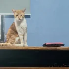 Personal municipal revisó a los gatos que habrían sido afectados por el ataque de un residente en la ciudadela Huancavilca, en el sur de Guayaquil.