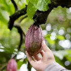 Los precios del cacao se mantienen al alza.