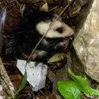 Una zarigüeya fue encontrada en una vivienda del norte de Guayaquil y devuelta a su hábitat por personal especializado.