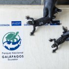 El Parque Nacional evalúa a los ejemplares rescatados.
