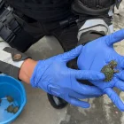Tortugas rescatadas por la Policía Nacional