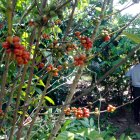Productores esperan el pronunciamiento de la autoridad fitosanitaria sobre las acciones de mitigación y socialización ante la Xylella fastidiosa