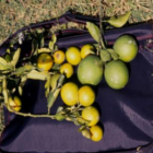 En comparación con los árboles sanos, los árboles infectados por clorosis variegada —enfermedad provocada por la Xylella—, de los cítricos producen frutos más pequeños y de tonalidad amarilla.