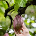 Las exportaciones de cacao cayeron hasta abril de 2026.