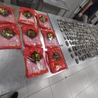 Intento de exportación ilegal de 658 pepinos de mar de la especie Isostichopus Fuscus, en el aeropuerto de Guayaquil.
