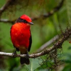 El pájaro Brujo sobrevive dentro de unas diecinueve hectáreas del bosque de Scalesia.
