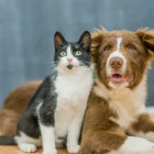 Un gato y un perro juntos, en referencia a la tecnología PettiChat que busca traducir el lenguaje de las mascotas.