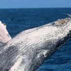 Fotografía cedida por Pacific Whale Foundation / Palo Santo Travel que muestra el salto de una Ballena Jorobada.