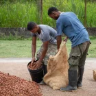Oferta. Ecuador, a diferencia de los países africanos, destaca en el mundo por su oferta de calidad y prácticas de sostenibilidad y comercio justo.