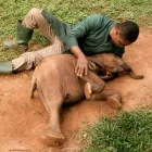 Joshua Aribasoye prepara leche infantil para Agbaibor, una cría de elefante de bosque que apenas le llega por encima de las rodillas, rescatada tras ser encontrada sola.