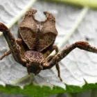 Las especies identificadas son Sidymella ayahuma y Sidymella malefica, ambas con características morfológicas particulares.