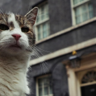 El gato Larry es una celebridad en Reino Unido. Tiene 19 años.