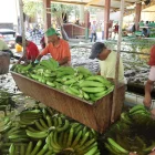 Europa compra más banano ecuatoriano y EE.UU. reduce pedidos.