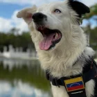 Tsunami, perro rescatista identificado con la bandera de Venezuela, participa en las labores de búsqueda tras los terremotos.