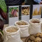 Variedades mejoradas de cacao, papa y trigo buscan elevar el rendimiento agrícola y reducir los ciclos de cultivo.