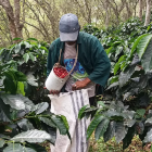 Café. Este cultivo es el sustento para cientos de familias del sur del país, hoy en alerta debido a la bacteria.