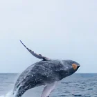 Avistamiento de ballenas jorobadas en la ciudad de Esmeraldas.